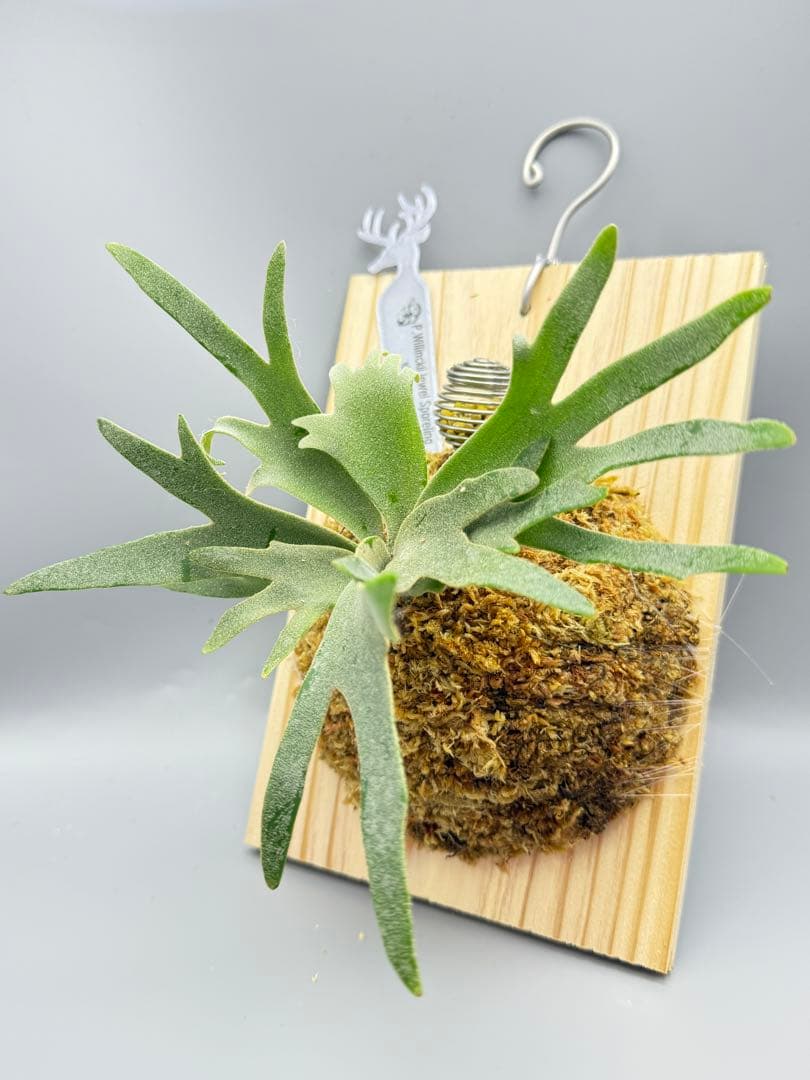 アキヒロ　極大超美品　ビカクシダ P.willinckii Jewel
