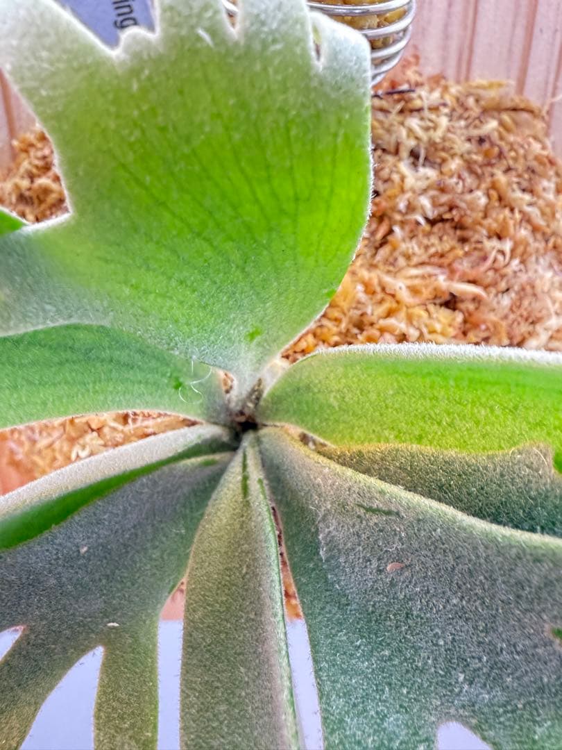アキヒロ　極大超美品　ビカクシダ P.willinckii Jewel