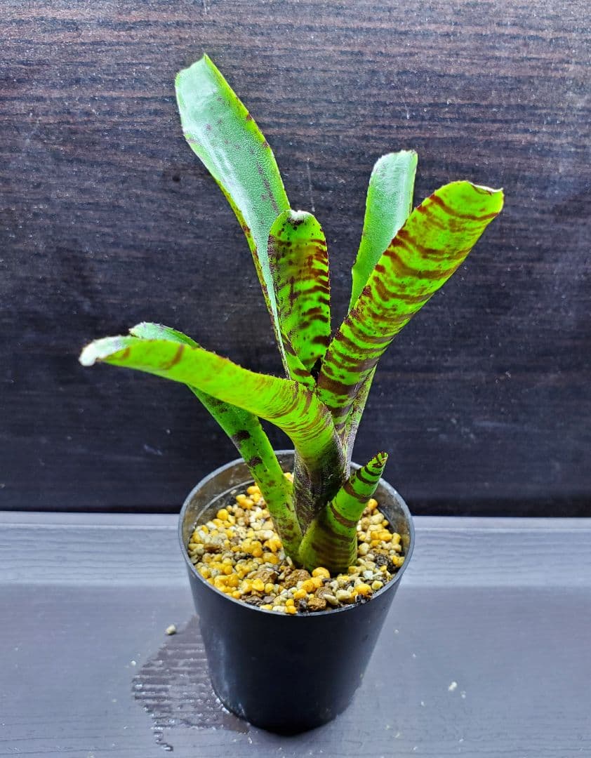 ネオレゲリア プンクタティッシマ Joao Marcio タンクブロメリア