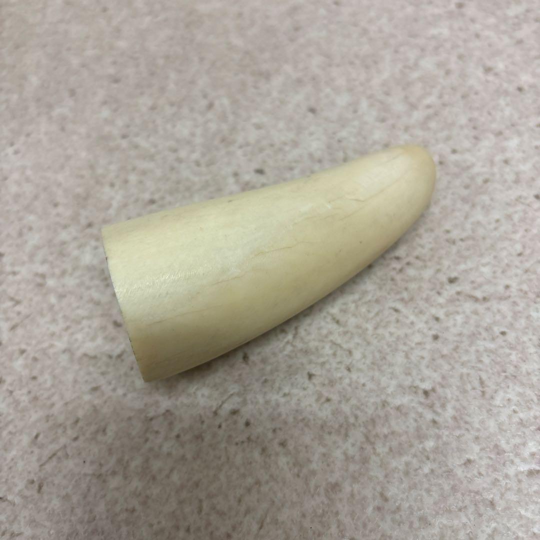 鯨歯 約9.5cm 約133g