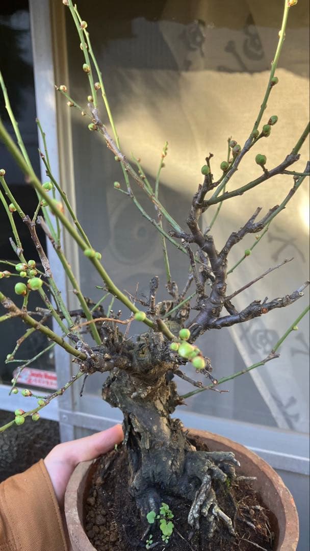 梅　盆栽