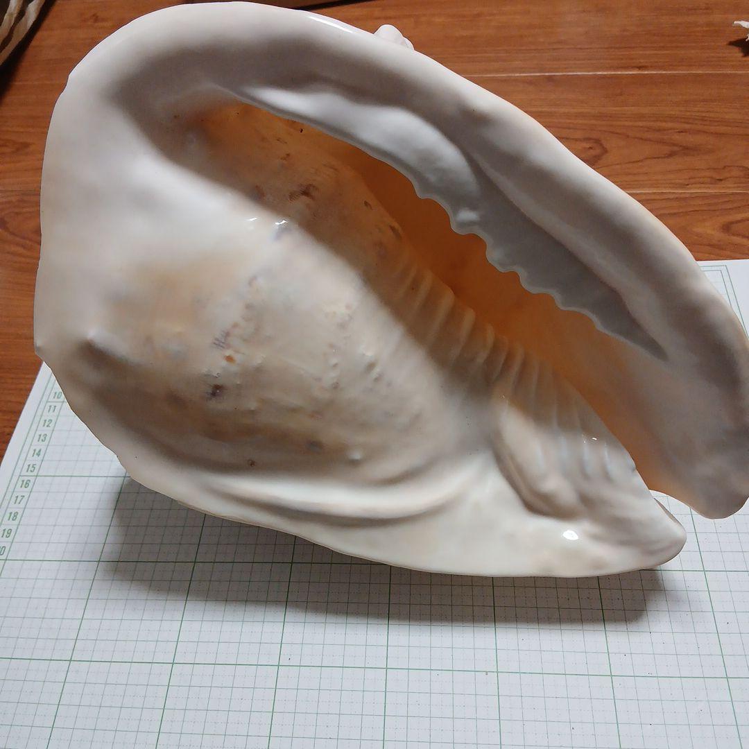 トウカムリガイ　貝殻