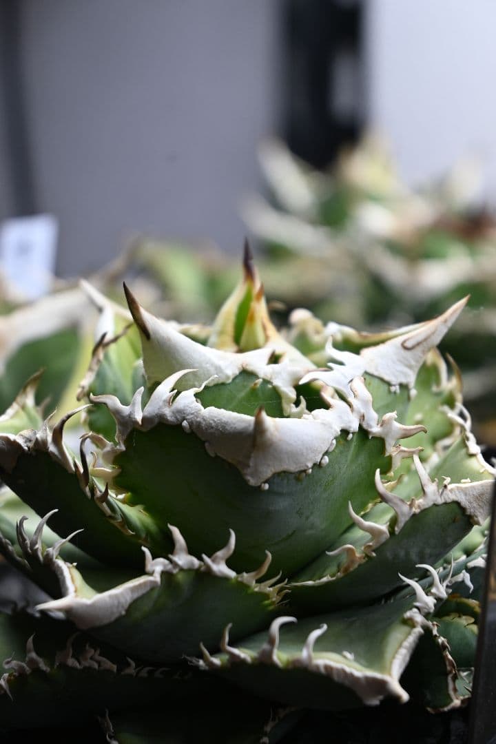 アガベ オテロイ 白豪刺 子株 （チタノタ）