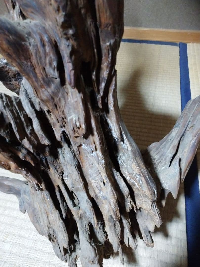 置物  木の根  かぶた