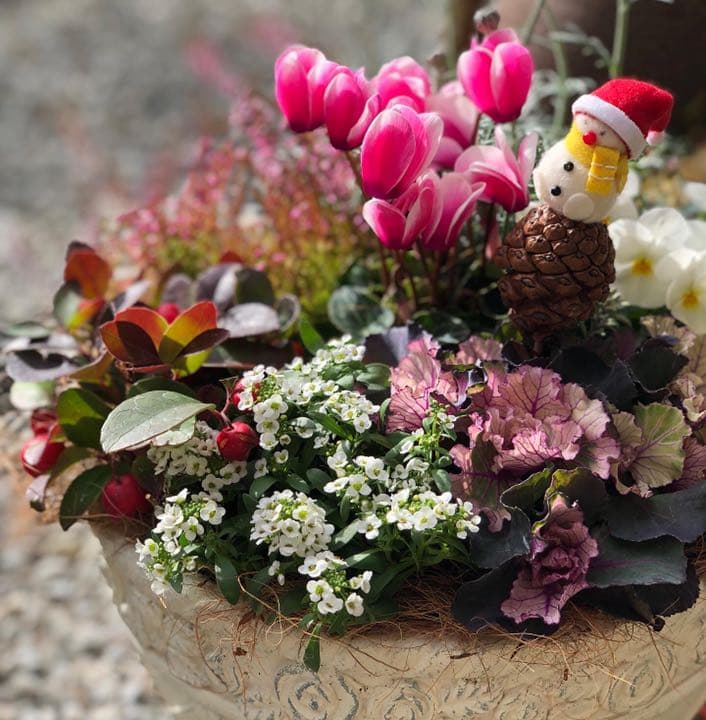 ☆sweetbasket☆季節のお花☆葉牡丹とシクラメンの寄せ植え☆