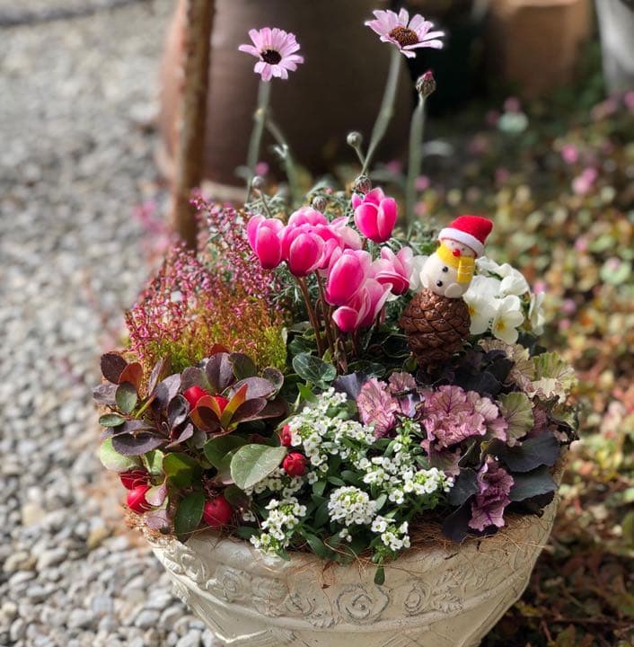 ☆sweetbasket☆季節のお花☆葉牡丹とシクラメンの寄せ植え☆