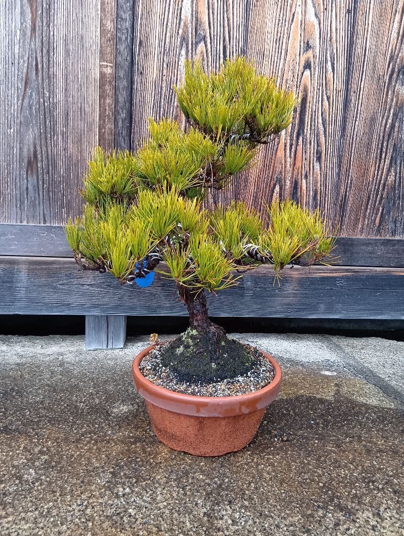 黒松（かなり年数持ち込み古い）