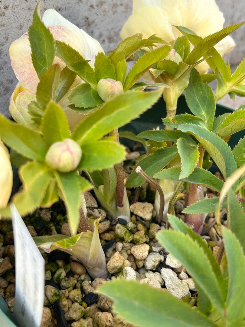 蕾多数　充実株　加藤農園　ddゴールド濃フラッシュ