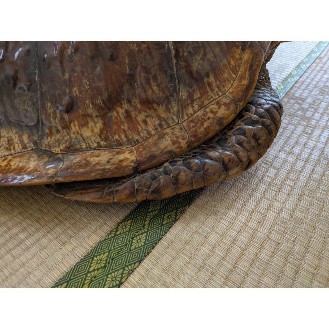 アオウミガメ（亀）はく製/剥製 希少野生動植物種登録表あり