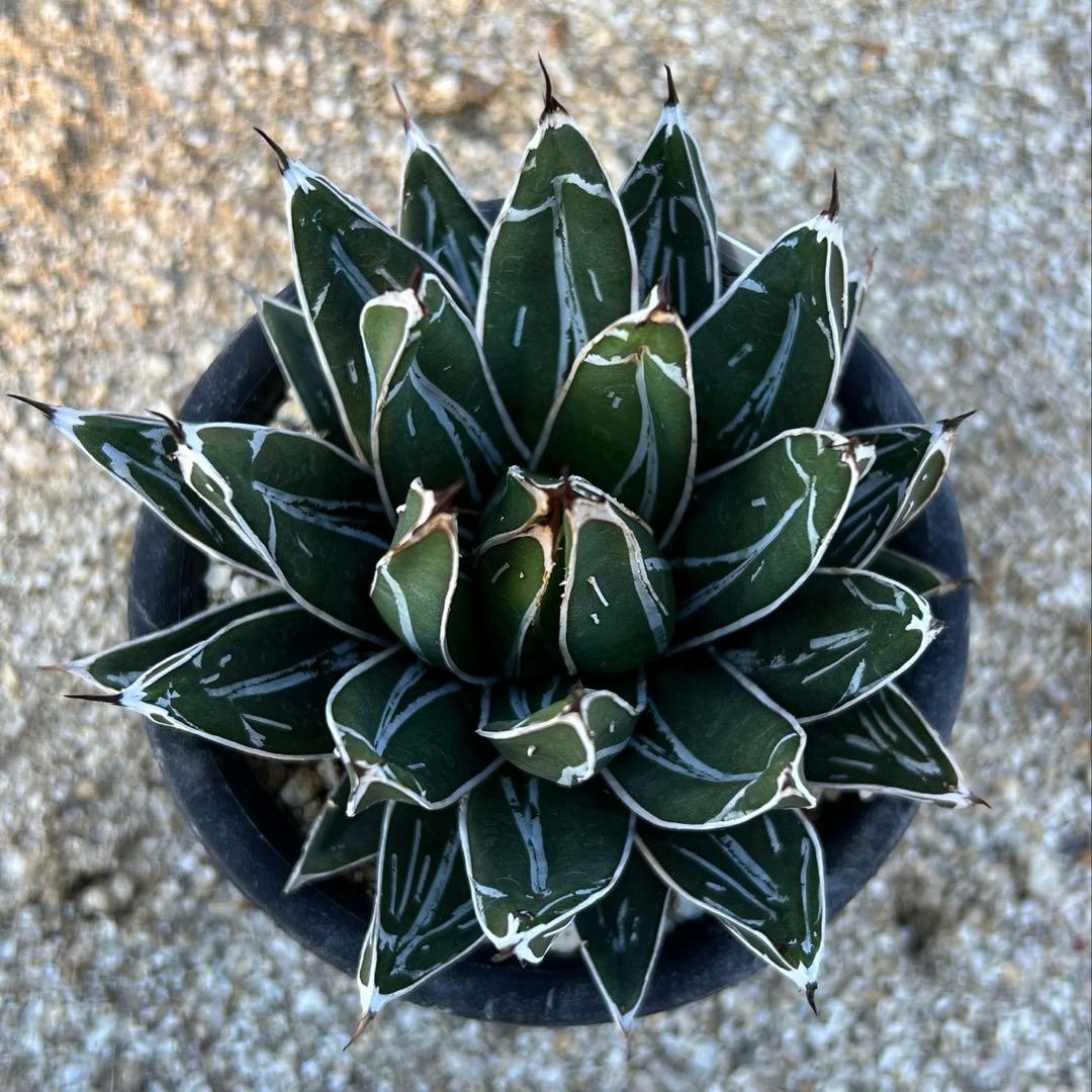 アガべ　笹の雪　ダルマ　活着済み