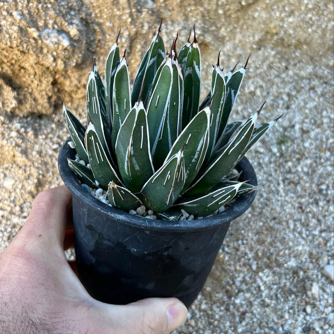 アガべ　笹の雪　ダルマ　活着済み