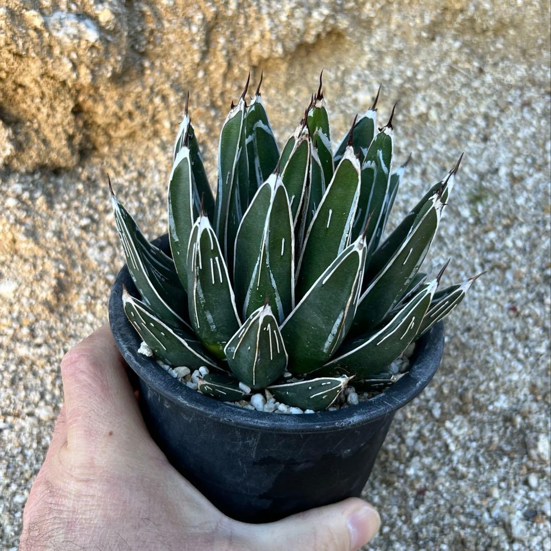 アガべ　笹の雪　ダルマ　活着済み