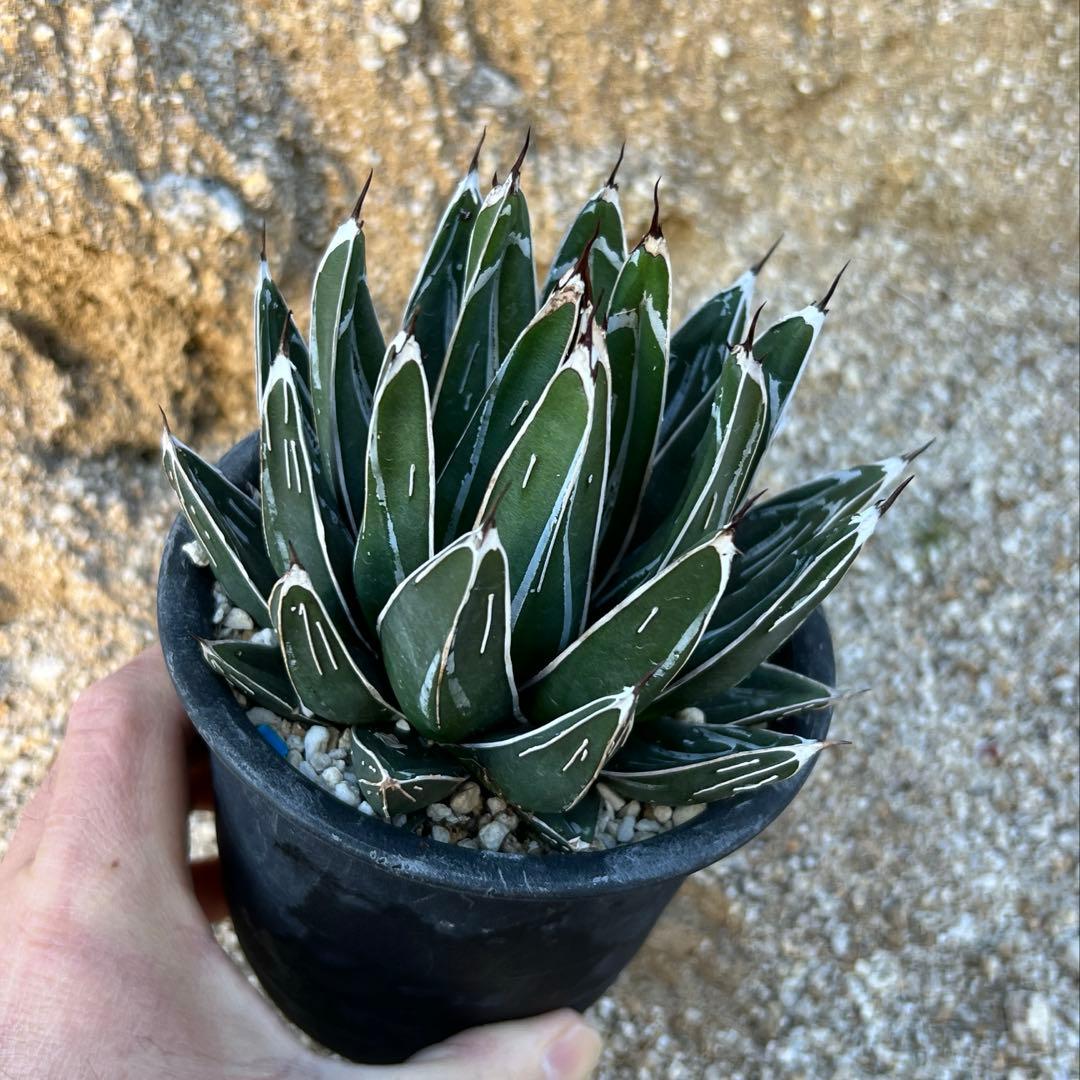 アガべ　笹の雪　ダルマ　活着済み