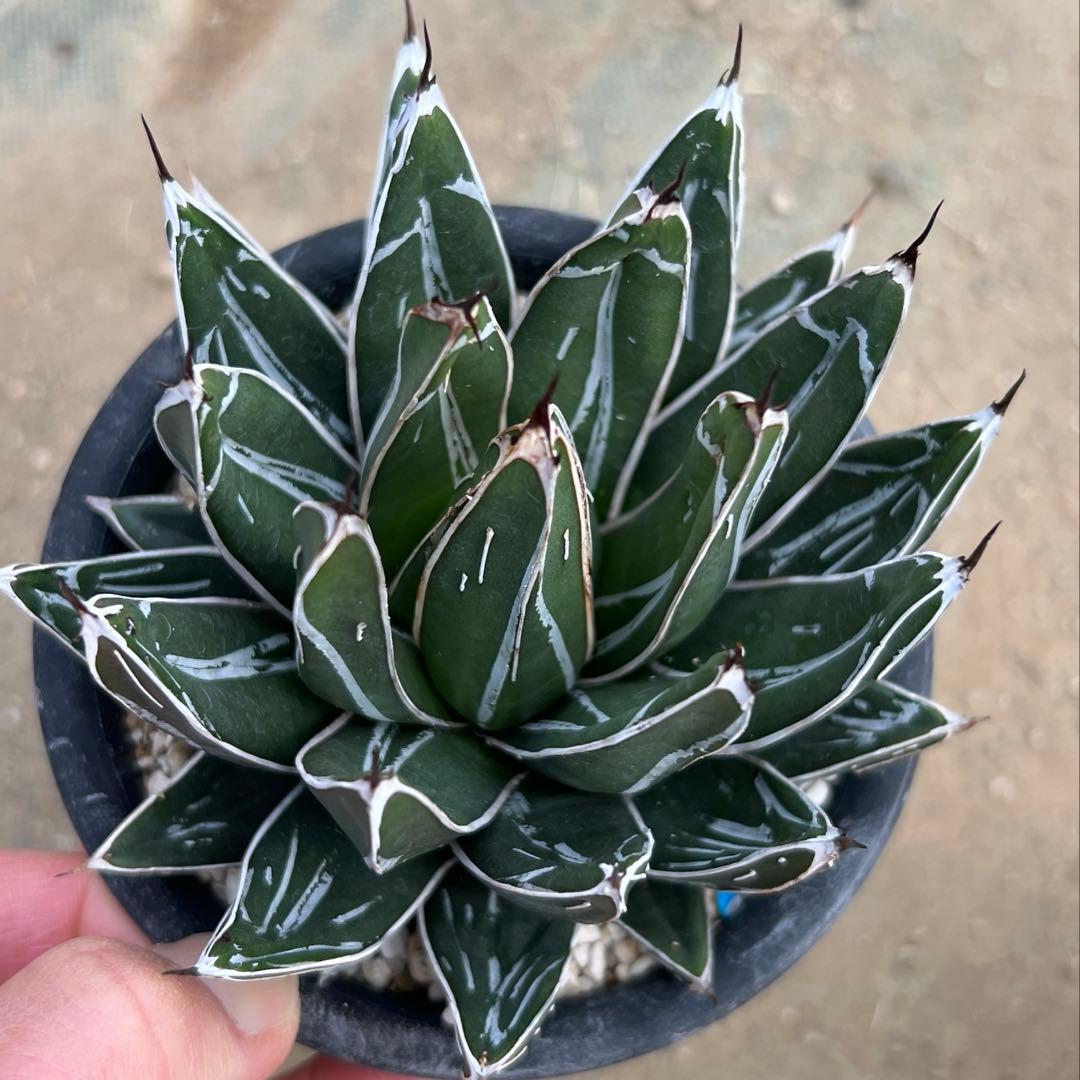 アガべ　笹の雪　ダルマ　活着済み