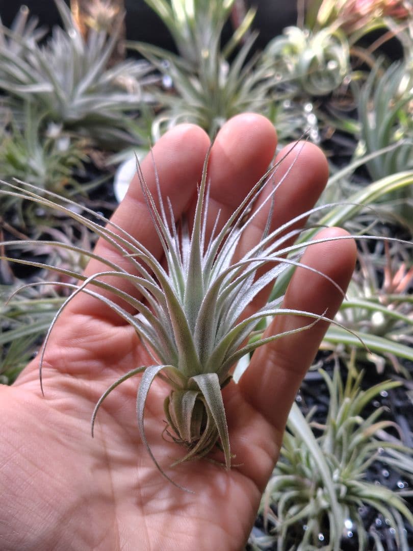 Tillandsia chapeuensis チャペウエンシス
