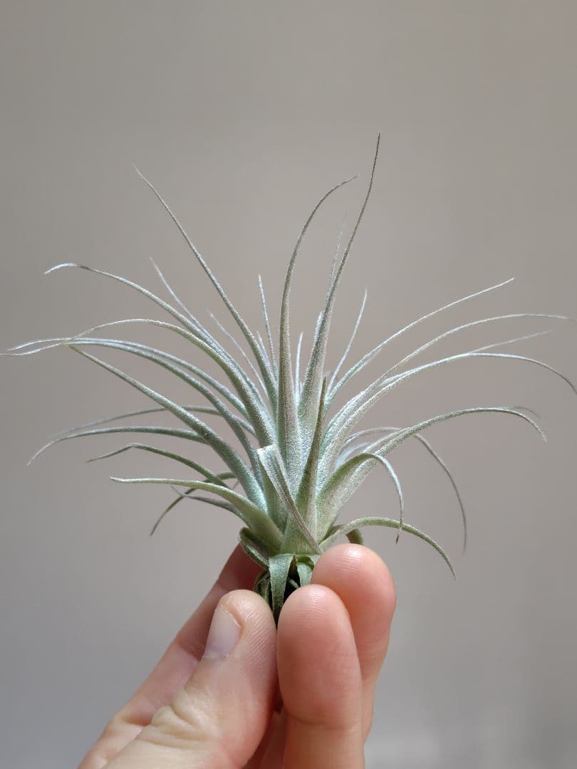 Tillandsia chapeuensis チャペウエンシス