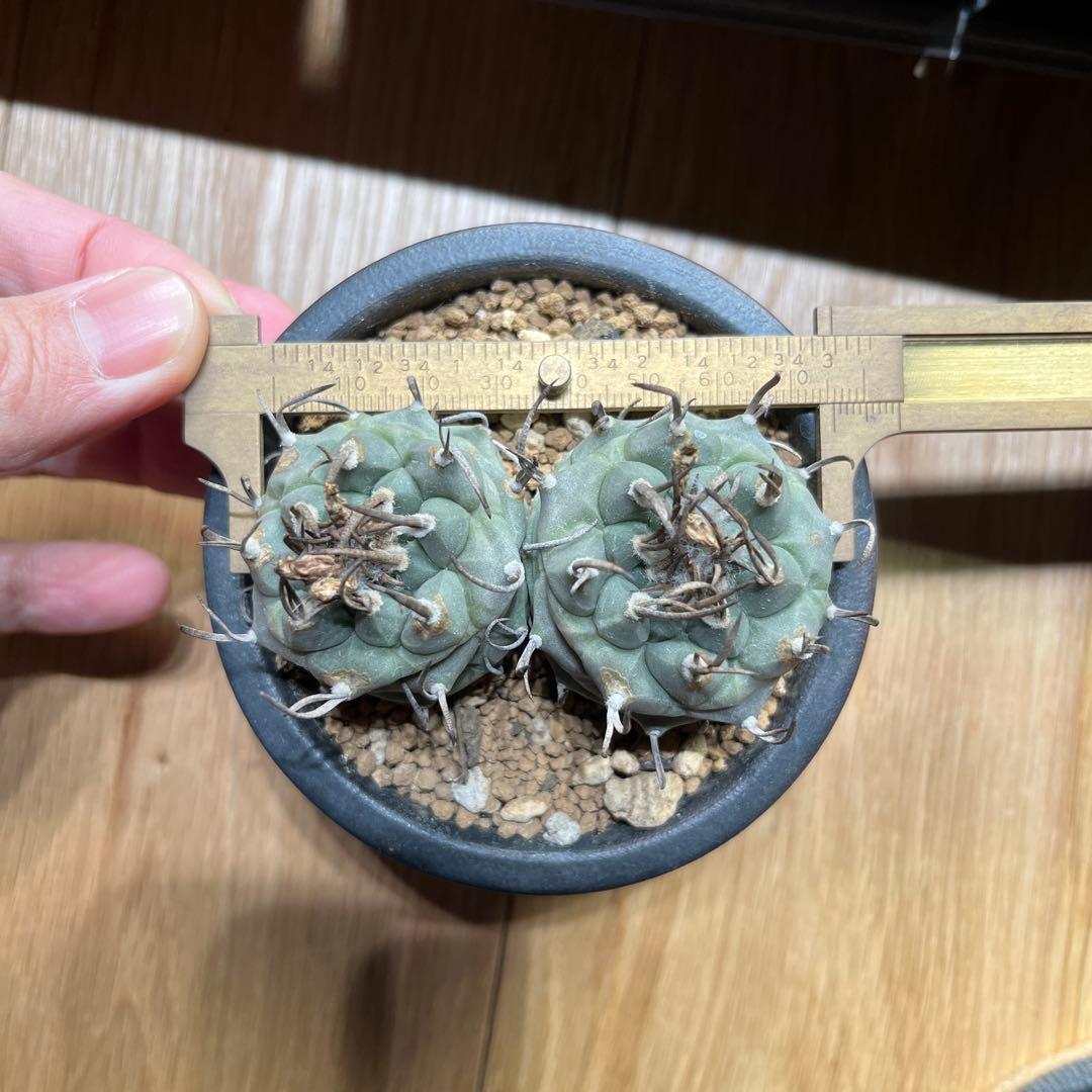 ツルビニカルプス　二頭　双頭　ダブルヘッド