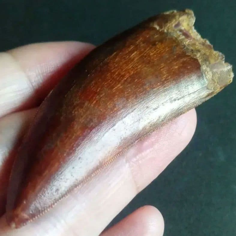 アロサウルス上科　カルカロドントサウルス　特大　歯化石　美麗標本