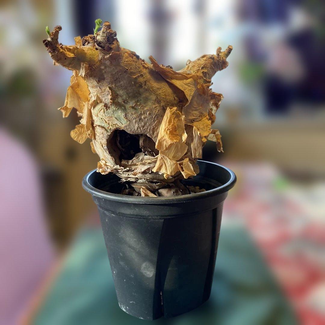 珍キフォステンマ マクロプス 大大 現地球