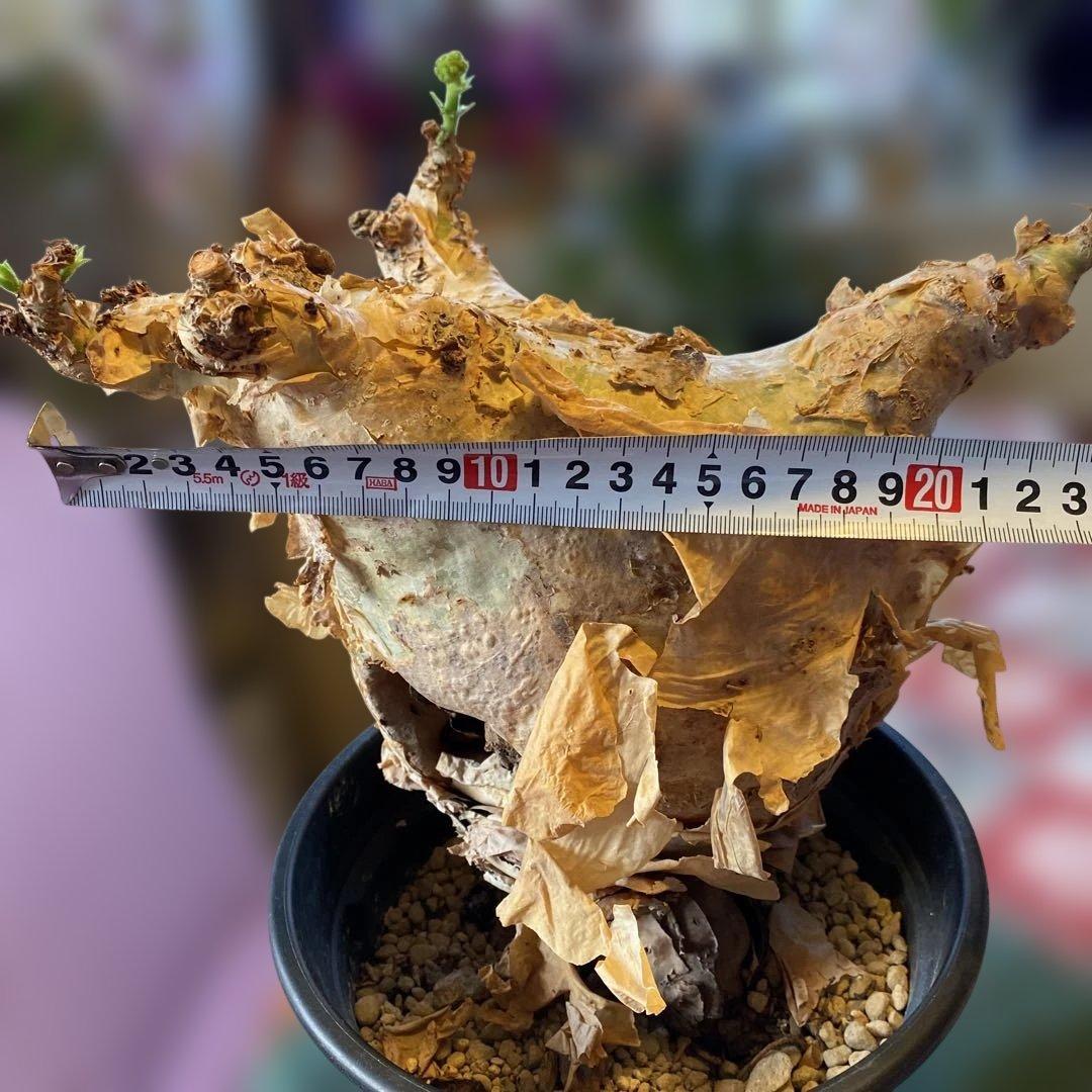 珍キフォステンマ マクロプス 大大 現地球