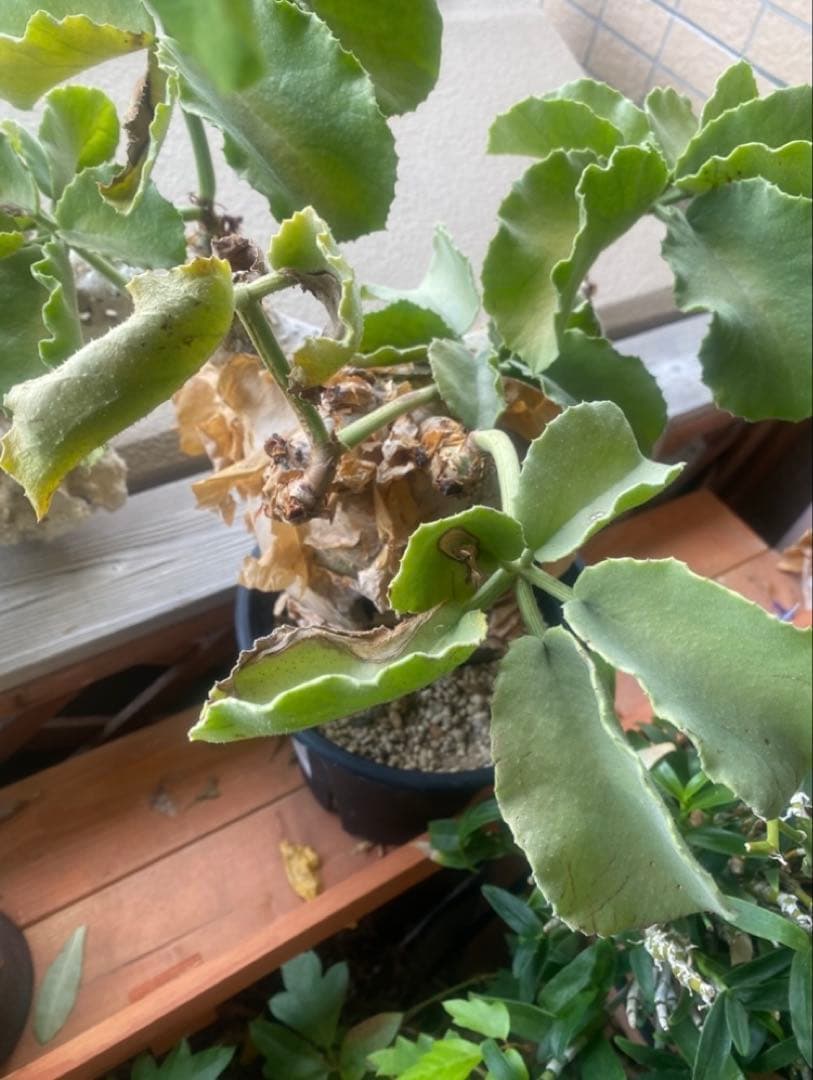 珍キフォステンマ マクロプス 大大 現地球