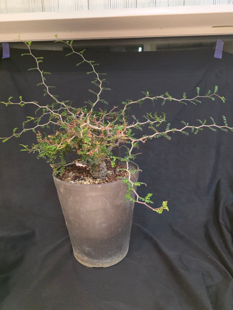 最終値下 塊根植物 オペルクリカリア パキプス 実生 7年目 抜粋株