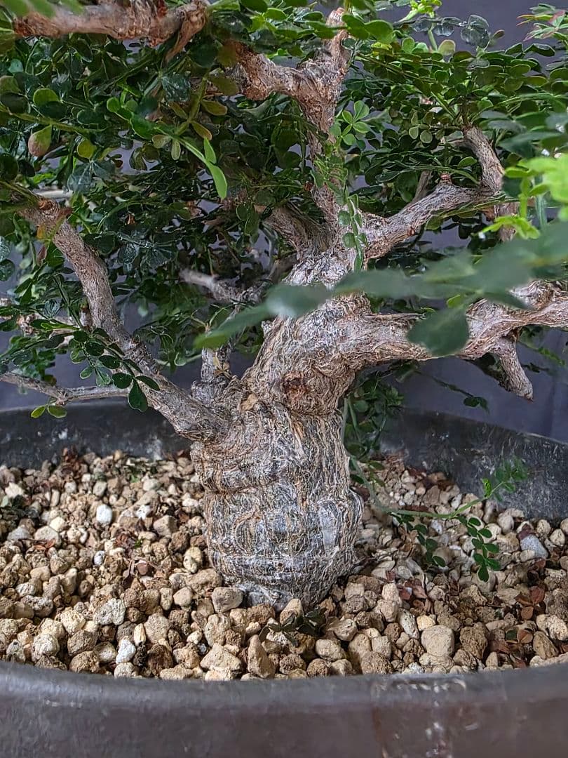 最終値下 塊根植物 オペルクリカリア パキプス 実生 7年目 抜粋株