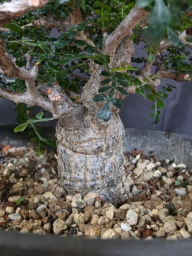 最終値下 塊根植物 オペルクリカリア パキプス 実生 7年目 抜粋株