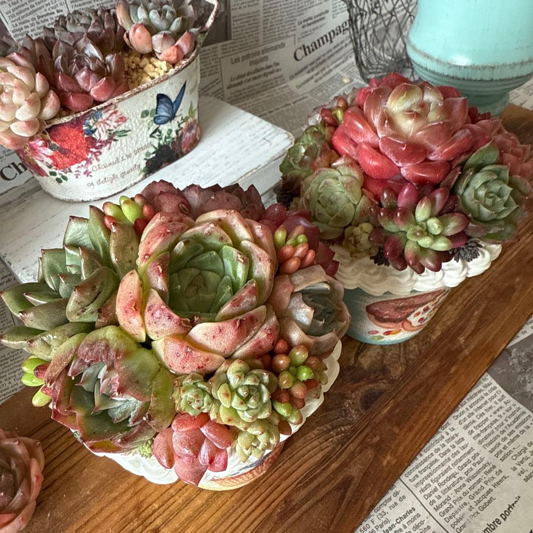 ❤︎sweets whip❤︎ そのまま飾れる多肉植物の寄せ植えリメ鉢ちまリメ缶