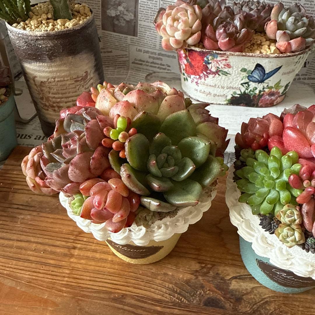 ❤︎sweets whip❤︎ そのまま飾れる多肉植物の寄せ植えリメ鉢ちまリメ缶