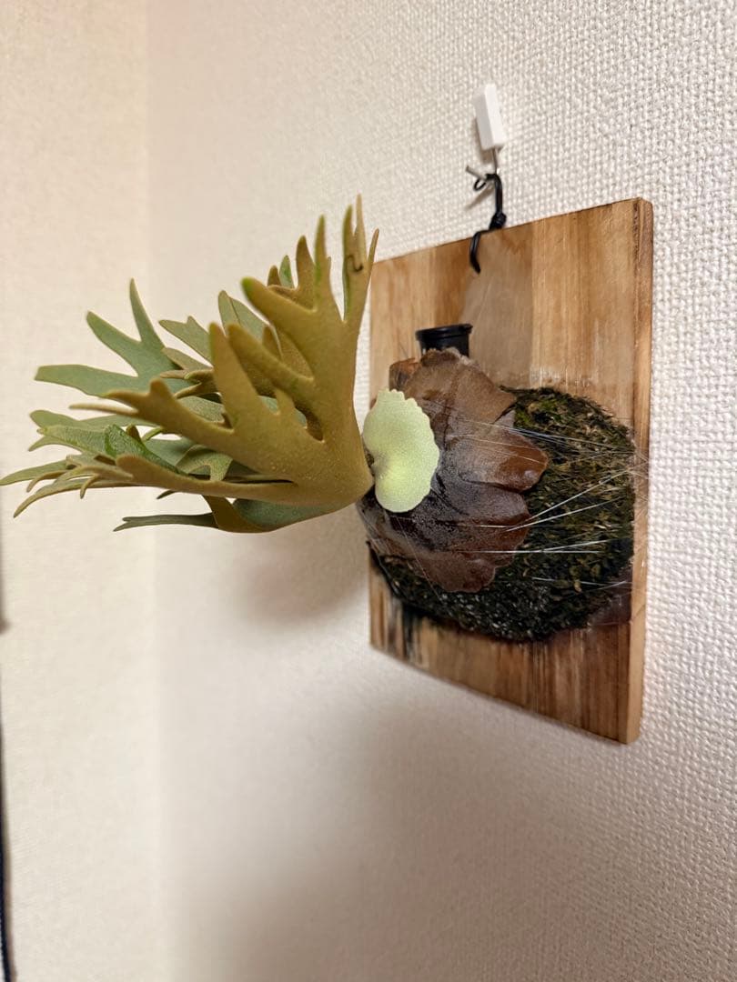 ビカクシダ P.willinckii Golden Boy sporeling