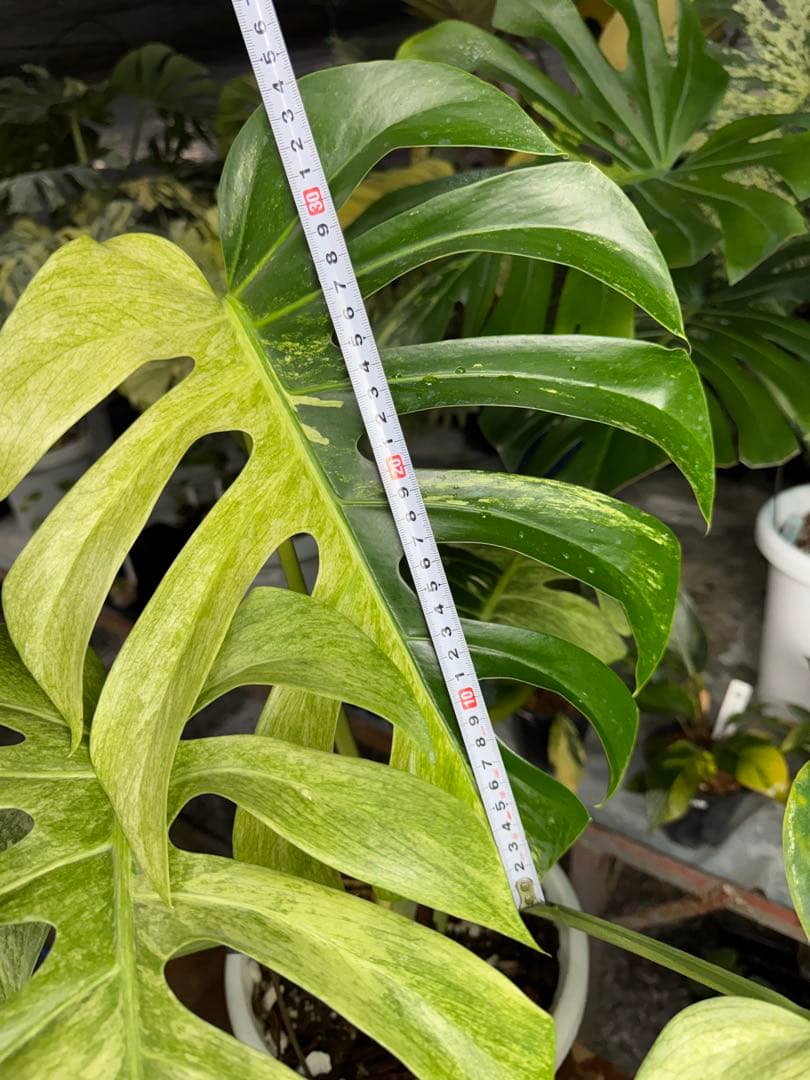 モンステラ　ボルギシアナ　x デリシオーサ　ミント　超美斑入り作品株