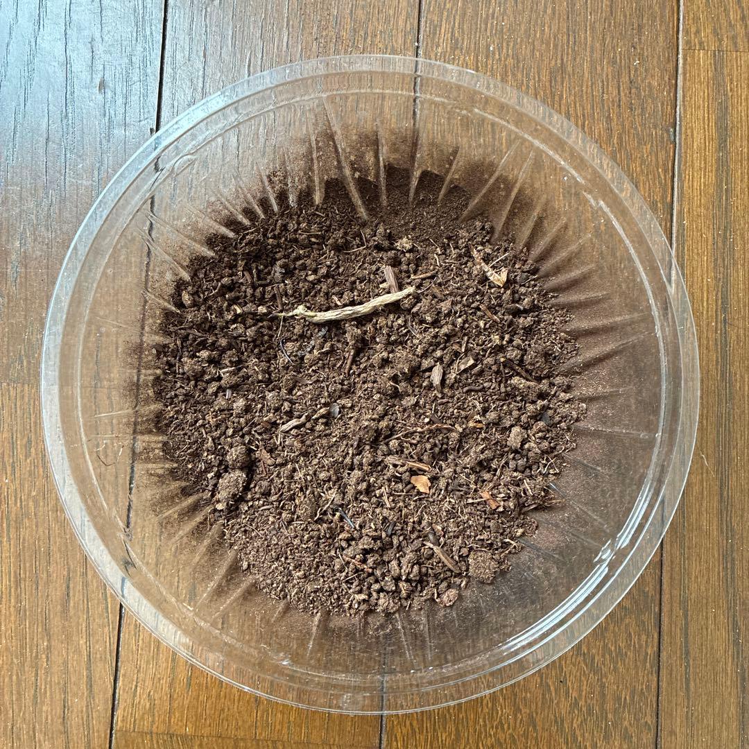 確認用 アリストロメリア