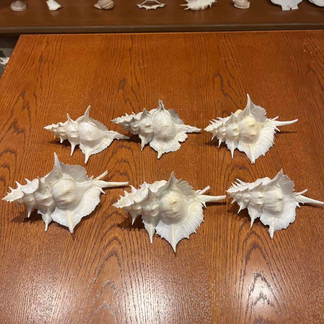 下*田様 【最終在庫】　美品　東シナ海産　蓋付き　ガンセキバショウ　6点セット