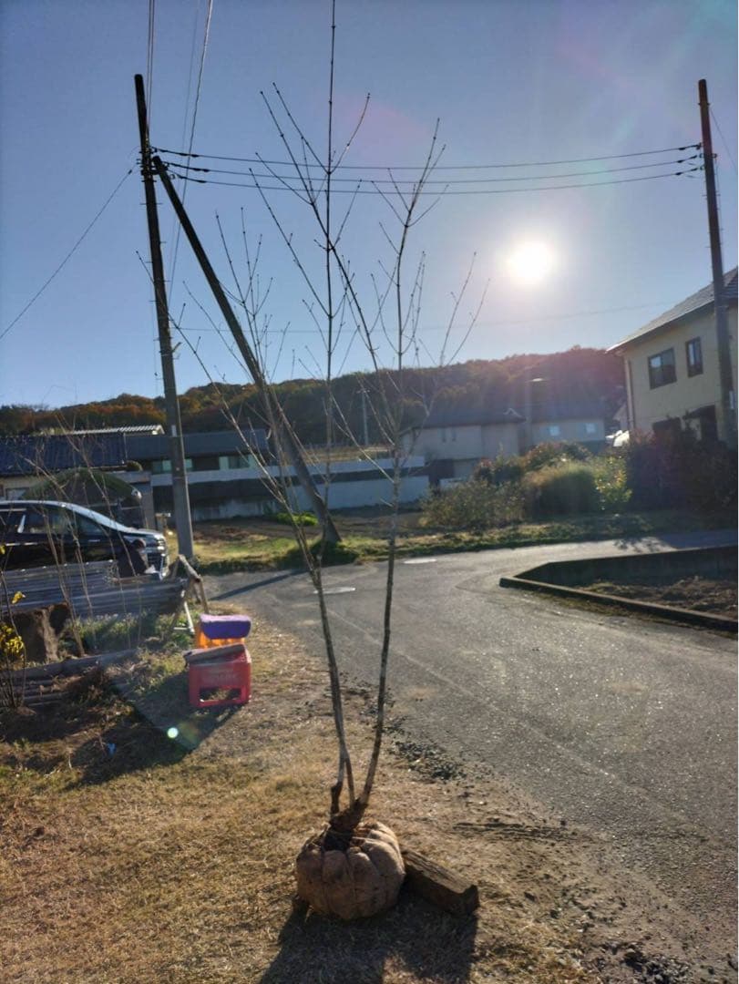 山採り アオダモ 本株立ち 3本立ち 自然樹形