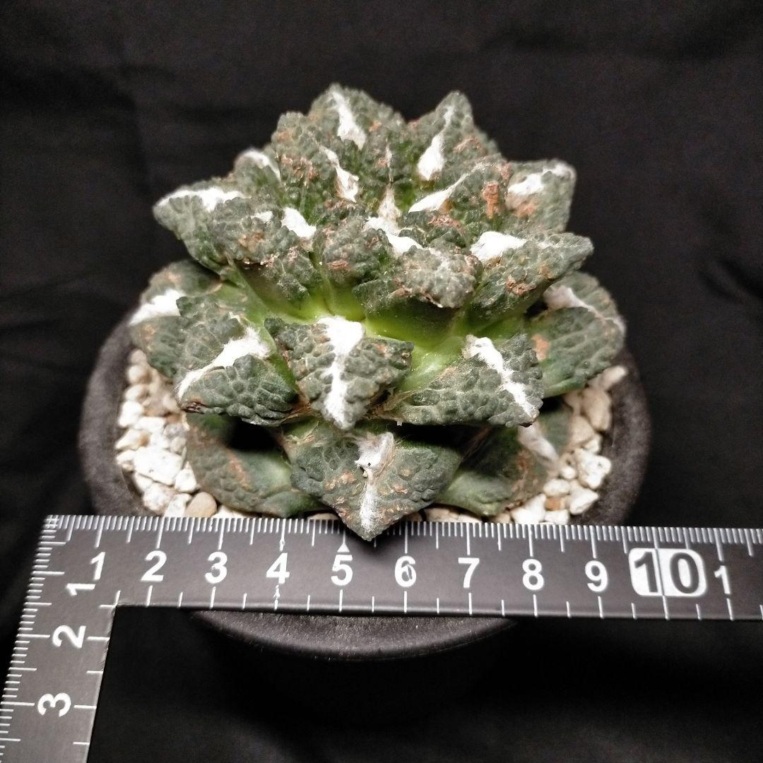 アリオカルプス 短疣亀甲牡丹 竜角牡丹 玉牡丹 花牡丹 黒牡丹 姫牡丹メルカリ便