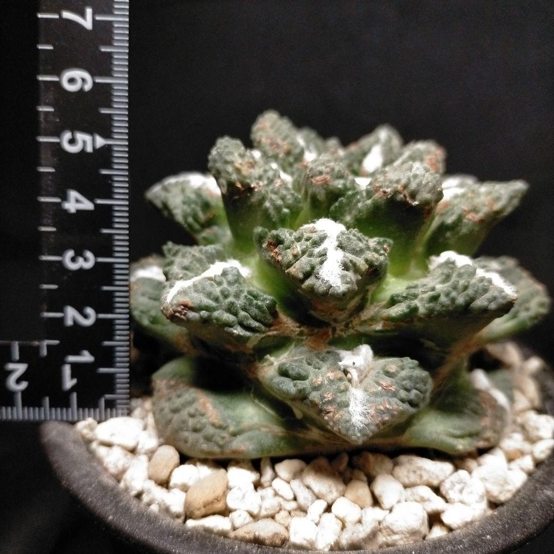 アリオカルプス 短疣亀甲牡丹 竜角牡丹 玉牡丹 花牡丹 黒牡丹 姫牡丹メルカリ便