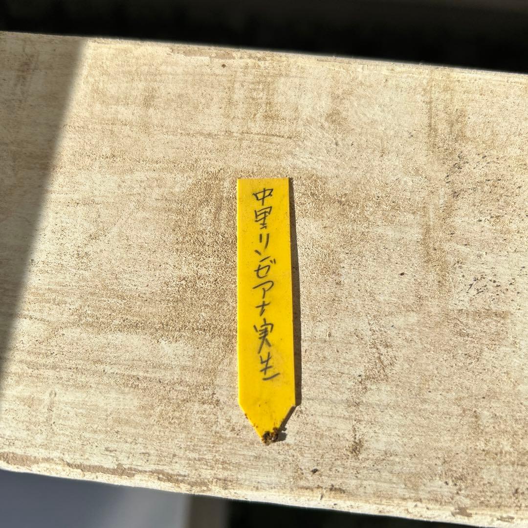多肉植物⭐︎中里リンゼアナ⭐︎名札付き⭐︎花芽上がります