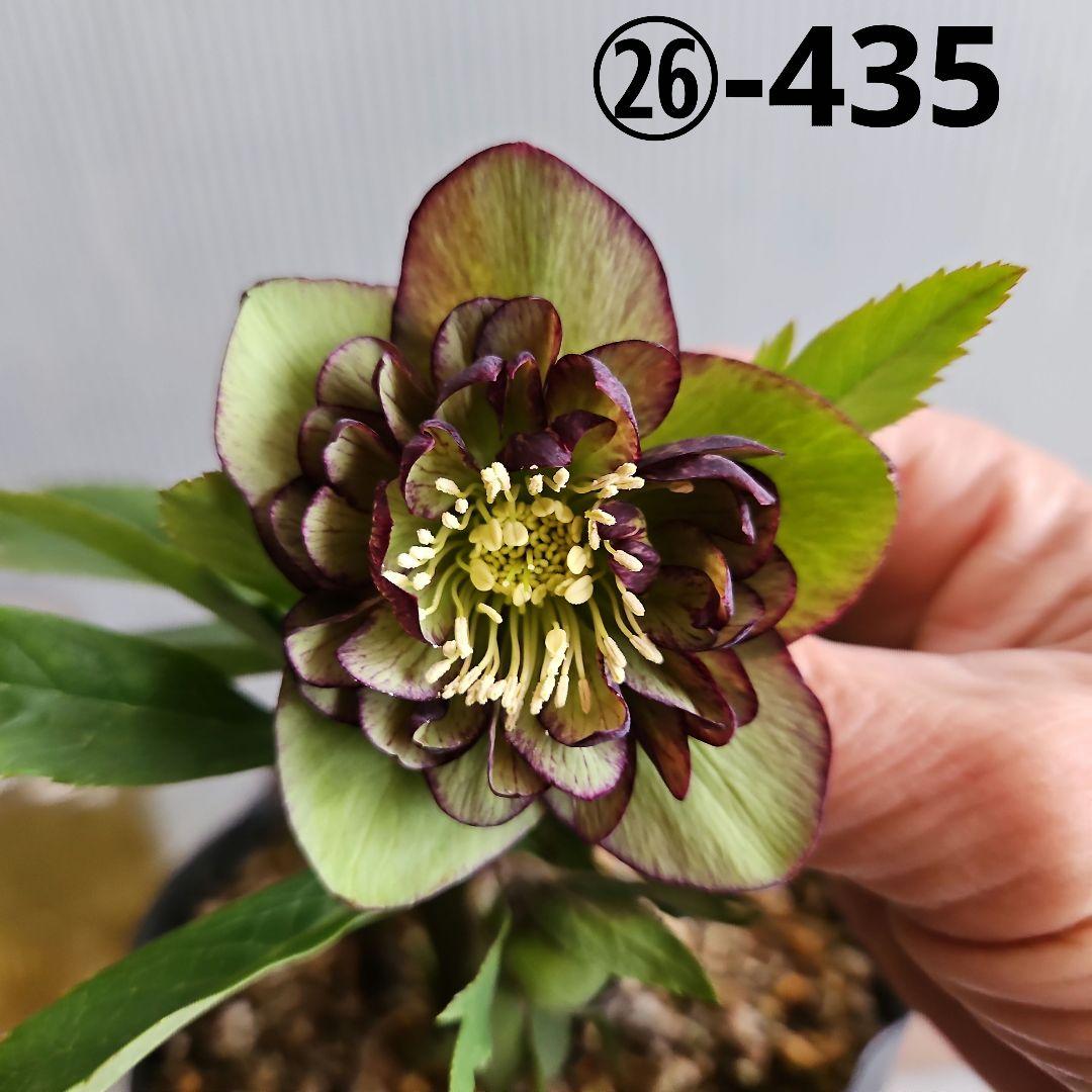 ＊ひまわり＊様ご確認用㉖-435クリスマスローズ