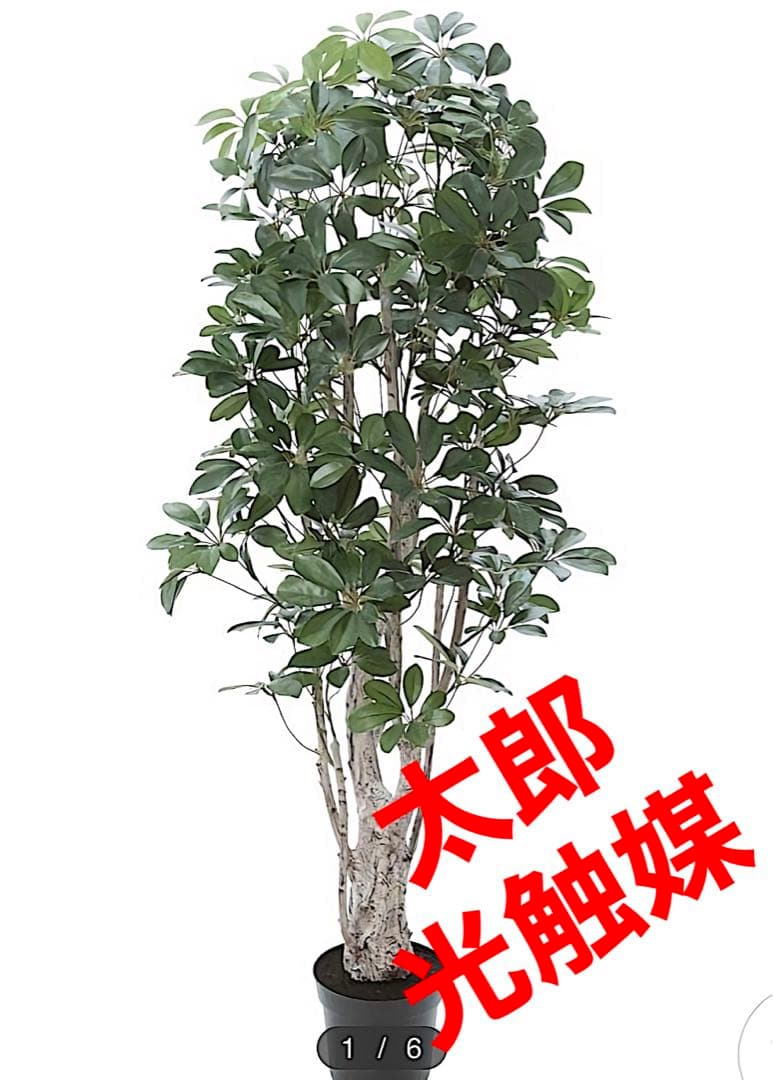 光触媒　人工観葉植物　ウォールグリーン　フェイクグリーン　シェフレア155