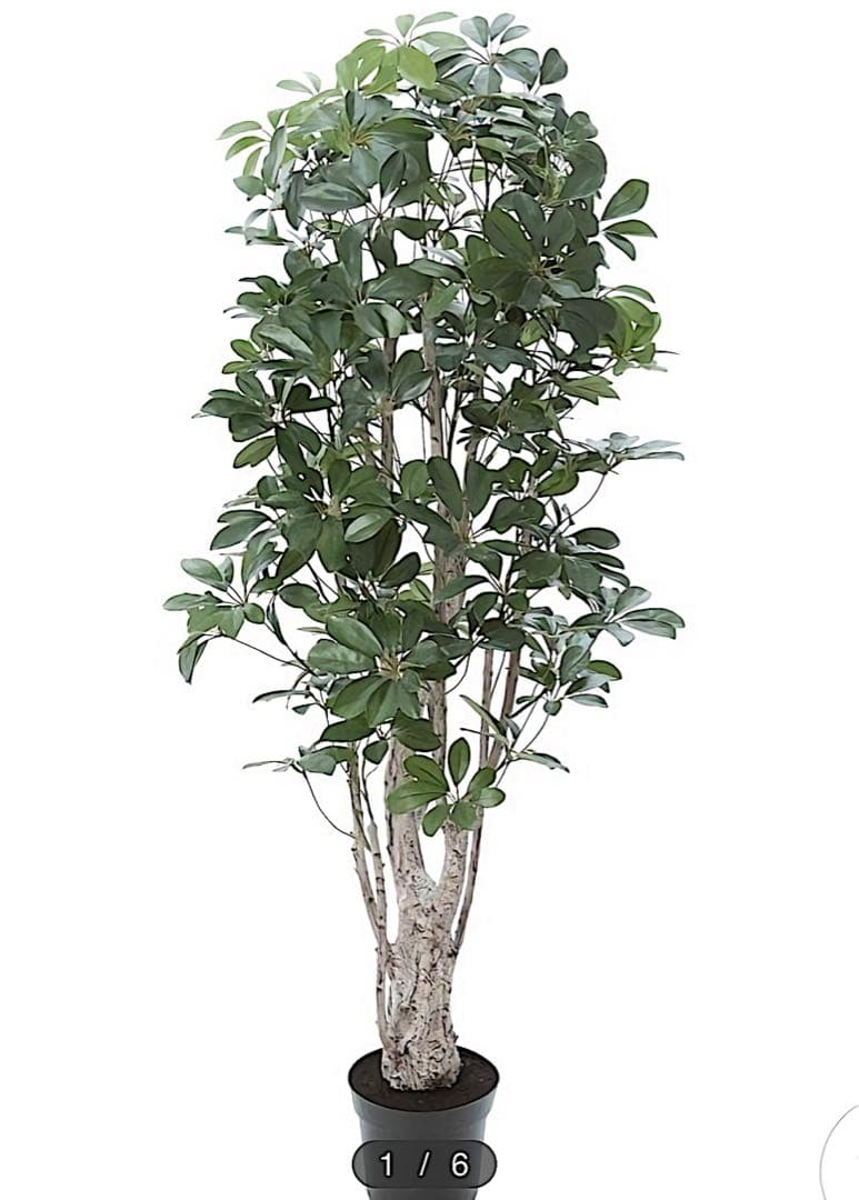光触媒　人工観葉植物　ウォールグリーン　フェイクグリーン　シェフレア155