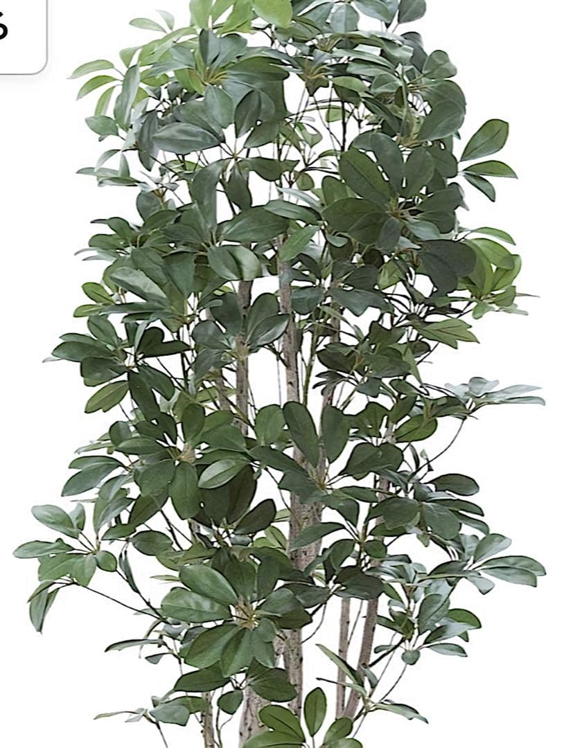 光触媒　人工観葉植物　ウォールグリーン　フェイクグリーン　シェフレア155