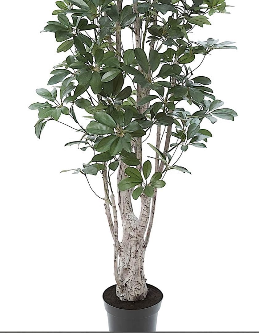 光触媒　人工観葉植物　ウォールグリーン　フェイクグリーン　シェフレア155