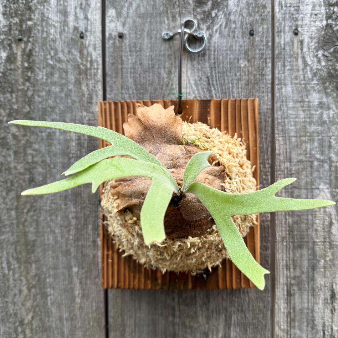 P. willinckii cv. Sombrero (pup) ビカクシダ