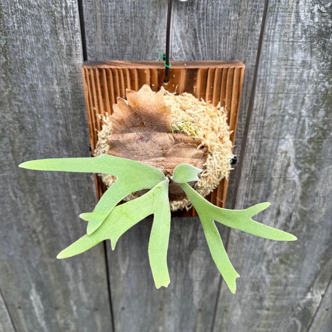 P. willinckii cv. Sombrero (pup) ビカクシダ