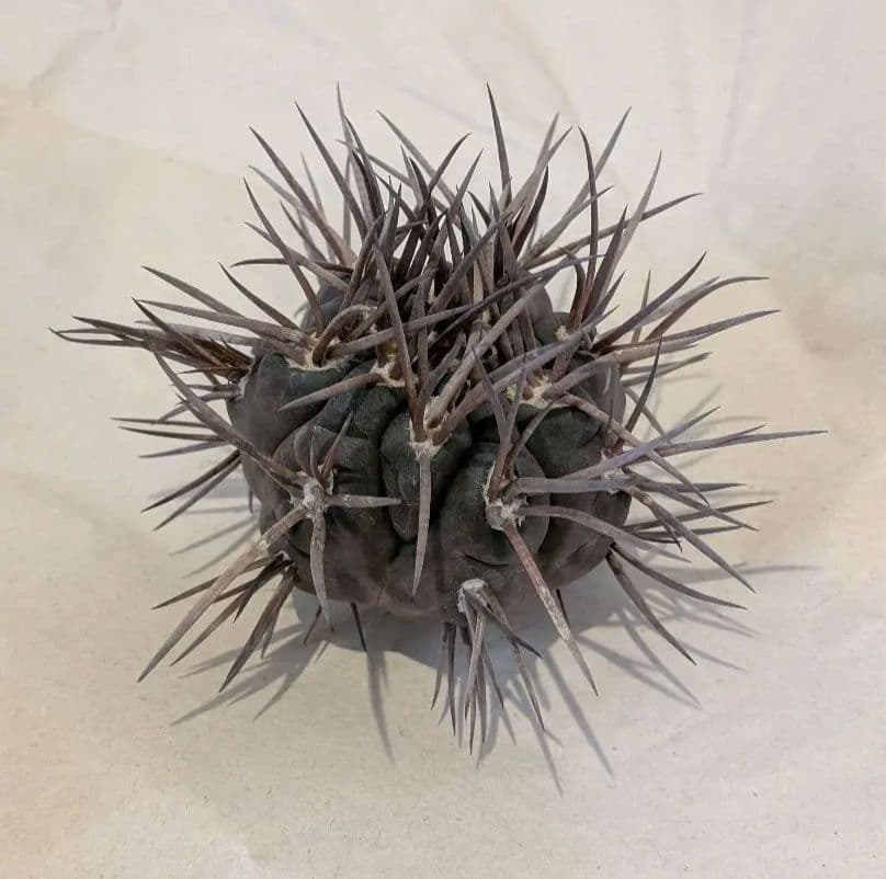 守金魔天竜　継ぎ降ろし株