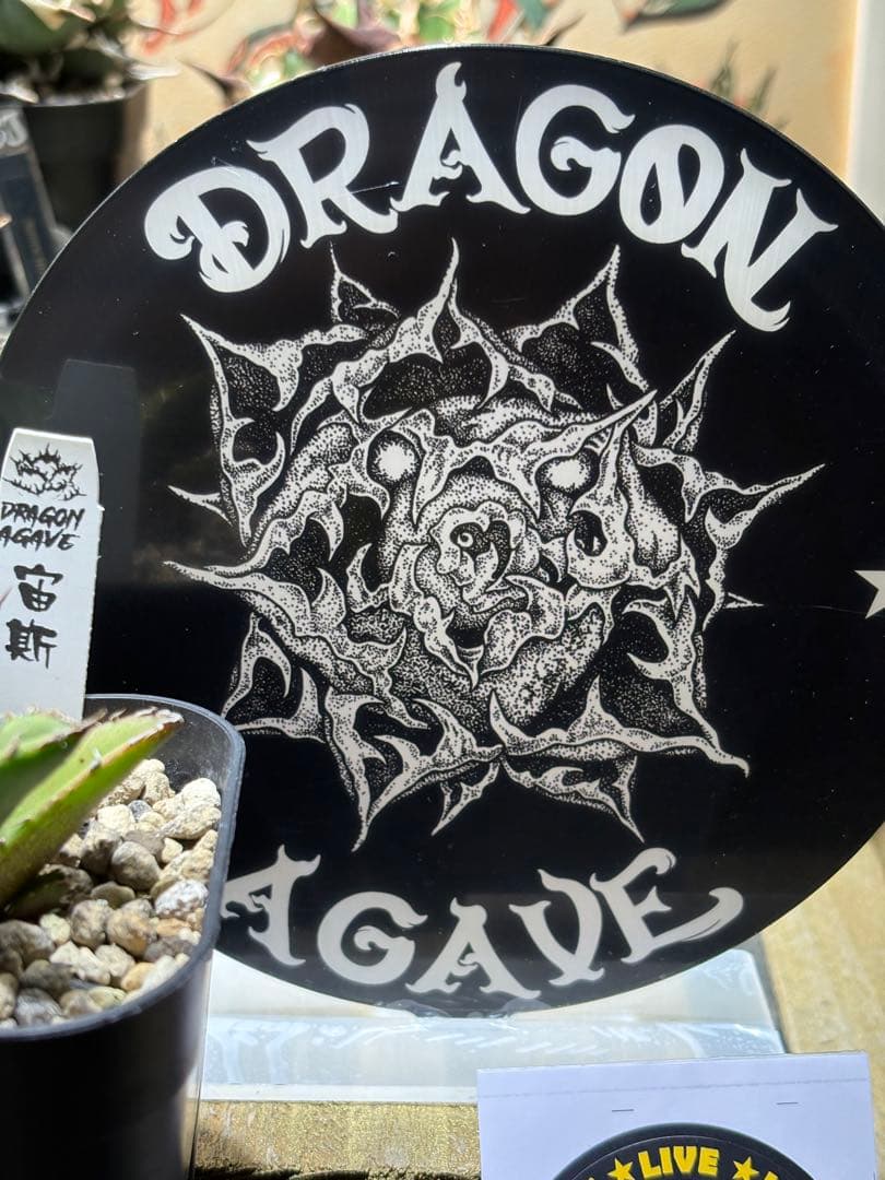アガベチタノタ　宙斯　ゼウス　DragonAgave アクリルスタンド付き