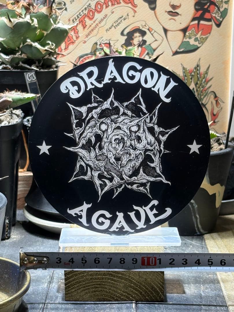 アガベチタノタ　宙斯　ゼウス　DragonAgave アクリルスタンド付き