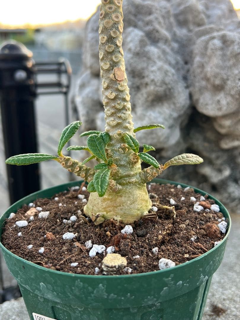 ドルステニアギガス　2024年産　沖縄実生株　塊根部ぷっくり極太株