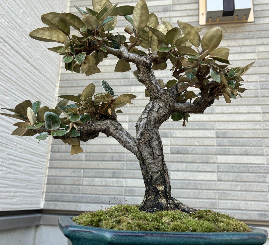 美樹形！★『寒グミ　Thorny Olive』の盆栽　樹高約３３ｃｍ（鉢底から）